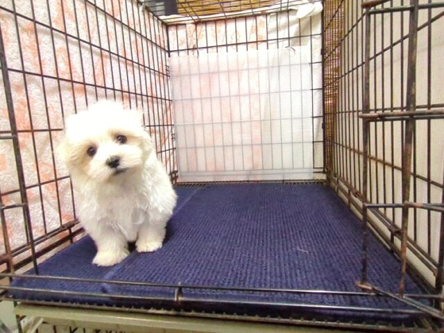 〇　マルチーズ    (オス) №１１