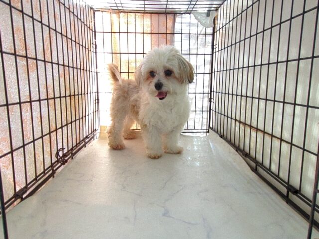 ミックス犬    (チワマル オス) №６９　　　　　　　　　　　【最終特別価格】