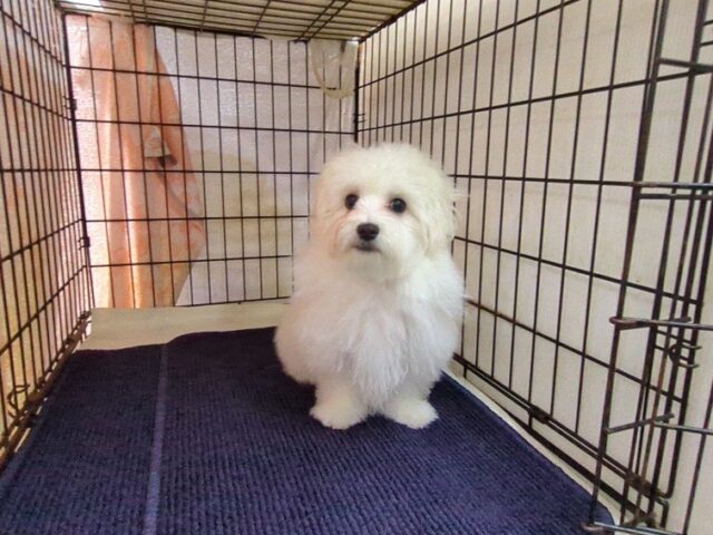 マルチーズ    (オス) №１９　　