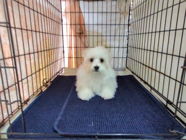 マルチーズ    (オス) №１９　　