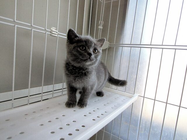 ブリティッシュ　ショートヘア（メス）№２５　　　　　　　　　　