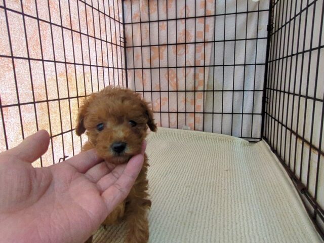 ミックス犬    (オス) №２６　