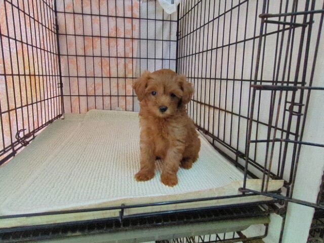 〇　ミックス犬    (メス) №２７　