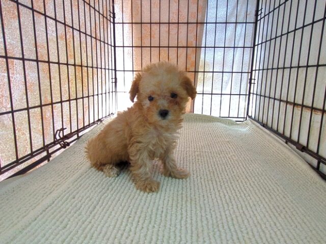 〇　ミックス犬    (メス) №２９　