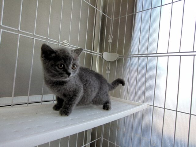 ブリティッシュ　ショートヘア（メス）№２５　　　　　　　　　　