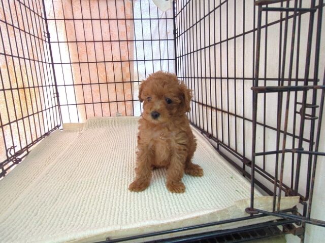 ミックス犬    (オス) №２６　