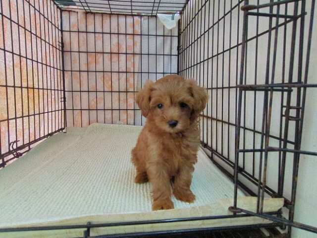 〇　ミックス犬    (メス) №２７　