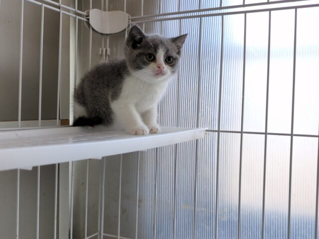 ブリティッシュ　ショートヘア（オス）№２４　　　　　　　　　　