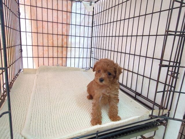 ミックス犬    (オス) №２６　