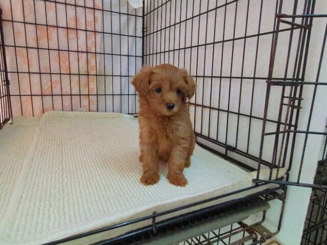 〇　ミックス犬    (メス) №２７　