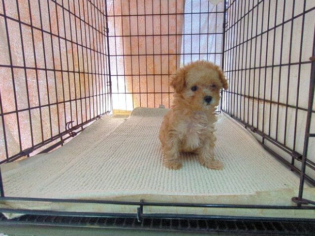 〇　ミックス犬    (メス) №２９　