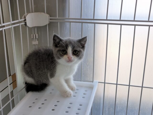 ブリティッシュ　ショートヘア（オス）№２４　　　　　　　　　　