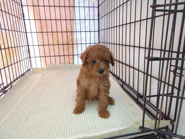 ミックス犬    (オス) №２６　