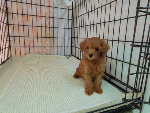 〇　ミックス犬    (メス) №２７　