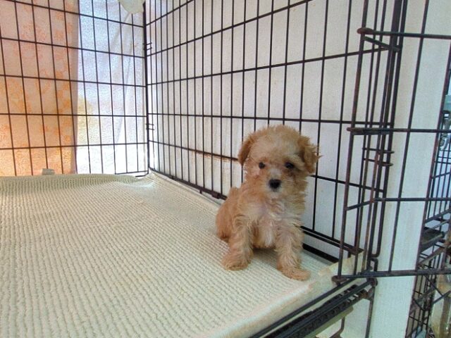 〇　ミックス犬    (メス) №２９　