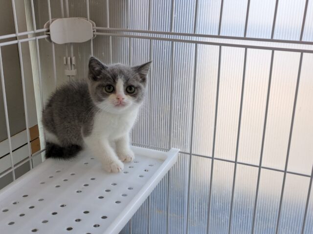 ブリティッシュ　ショートヘア（オス）№２４　　　　　　　　　　