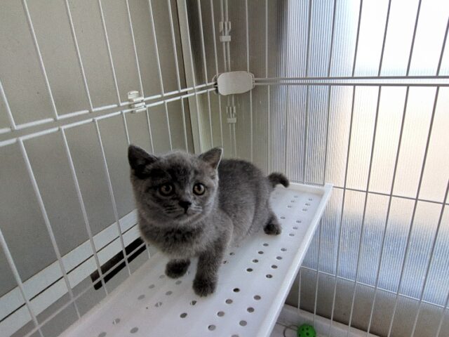 ブリティッシュ　ショートヘア（メス）№２５　　　　　　　　　　