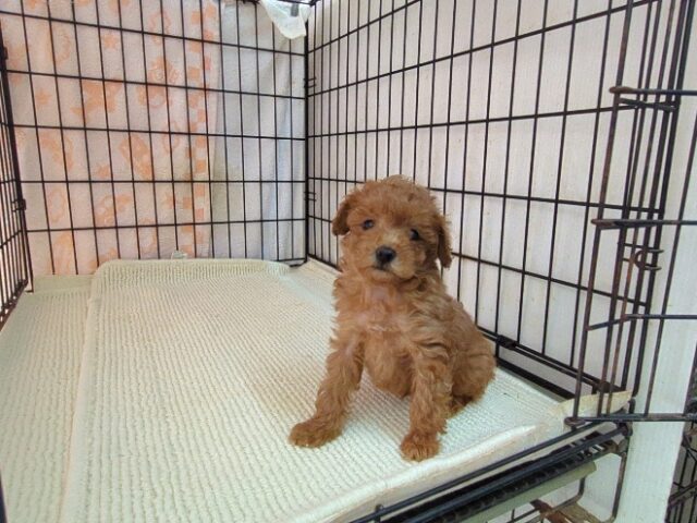 ミックス犬    (オス) №２６　