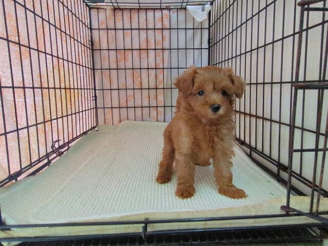 〇　ミックス犬    (メス) №２７　