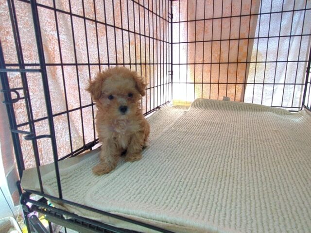 〇　ミックス犬    (メス) №２９　