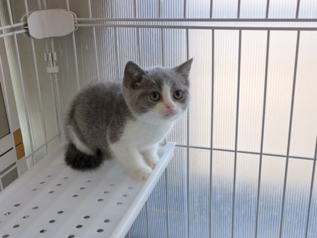 ブリティッシュ　ショートヘア（オス）№２４　　　　　　　　　　