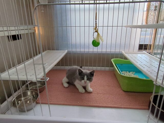 ブリティッシュ　ショートヘア（オス）№２４　　　　　　　　　　