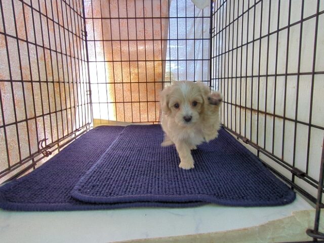 ミックス犬    (オス) №３０　予約受付中　