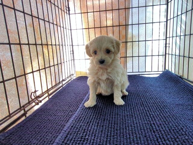 ミックス犬    (メス) №３２　予約受付中　