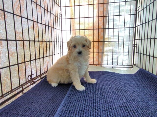 ミックス犬    (メス) №３３　予約受付中　