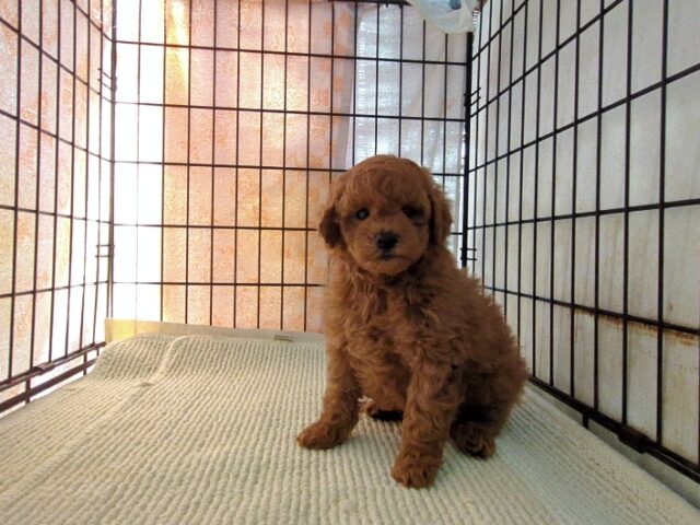 トイプードル   (オス) №３４