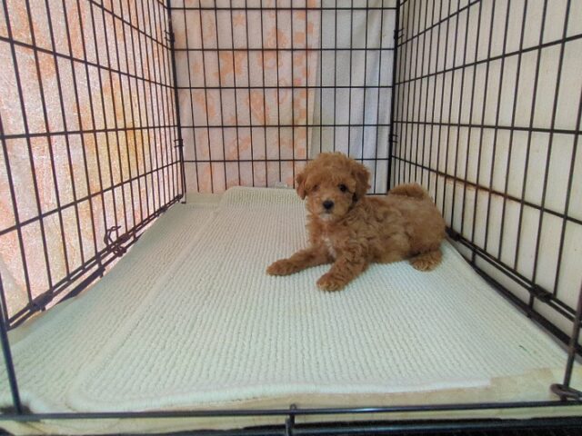 ミックス犬    (メス) №２８　