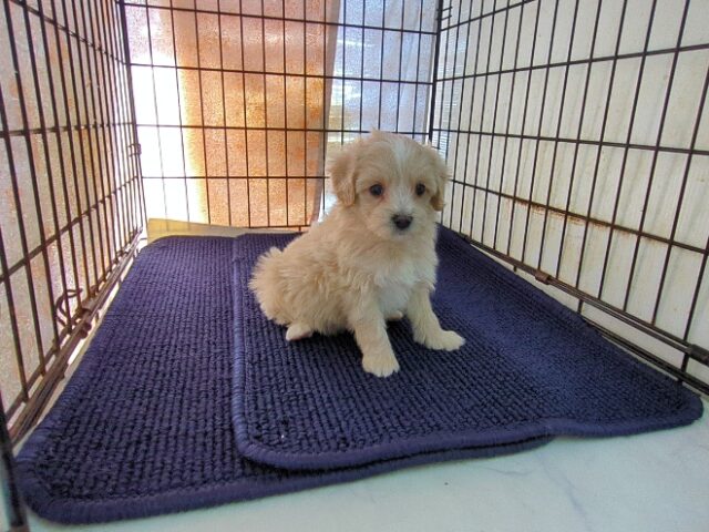 ミックス犬    (オス) №３０　予約受付中　