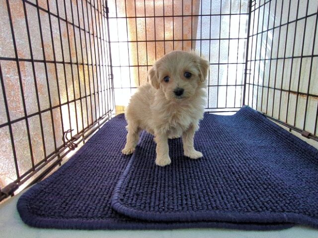 ミックス犬    (メス) №３２　予約受付中　