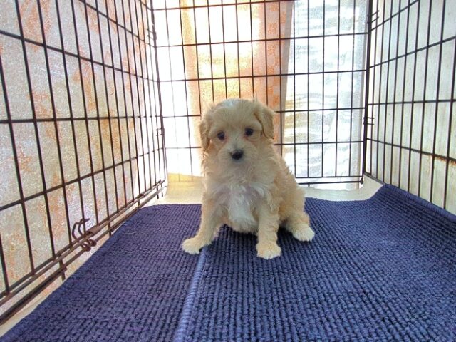 ミックス犬    (メス) №３３　予約受付中　