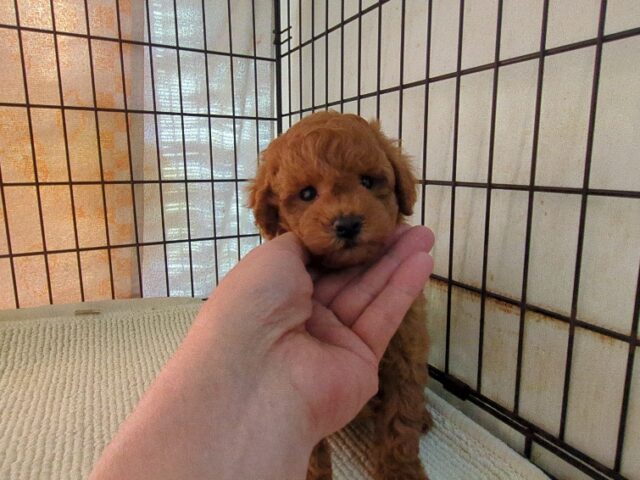 トイプードル   (オス) №３４