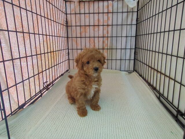 ミックス犬    (メス) №２８　