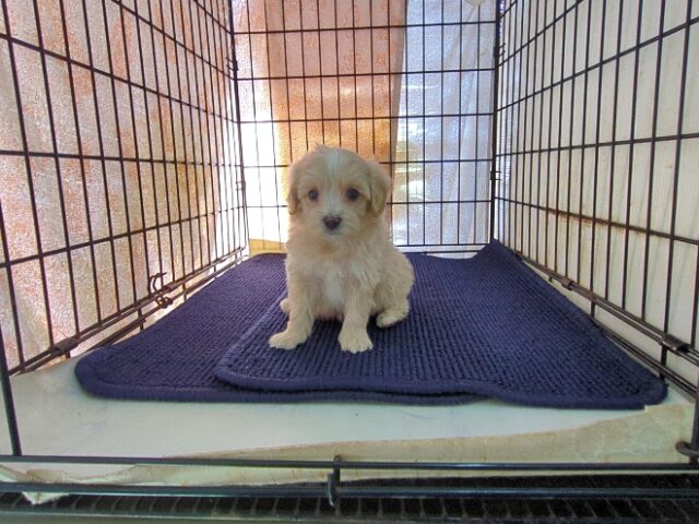 ミックス犬    (オス) №３０　予約受付中　