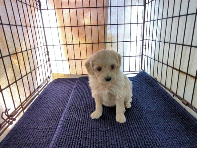 ミックス犬    (メス) №３２　予約受付中　