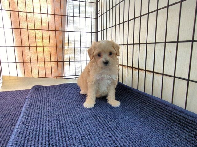 ミックス犬    (メス) №３３　予約受付中　