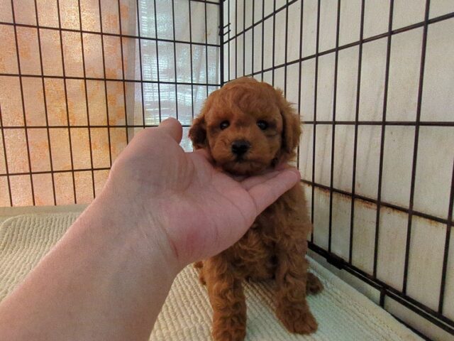 トイプードル   (オス) №３４