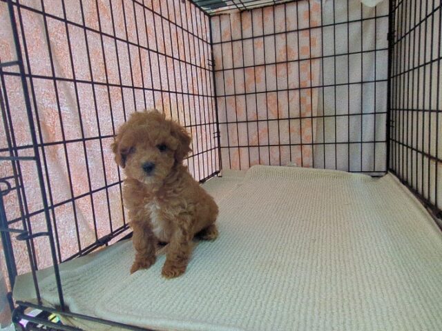 ミックス犬    (メス) №２８　