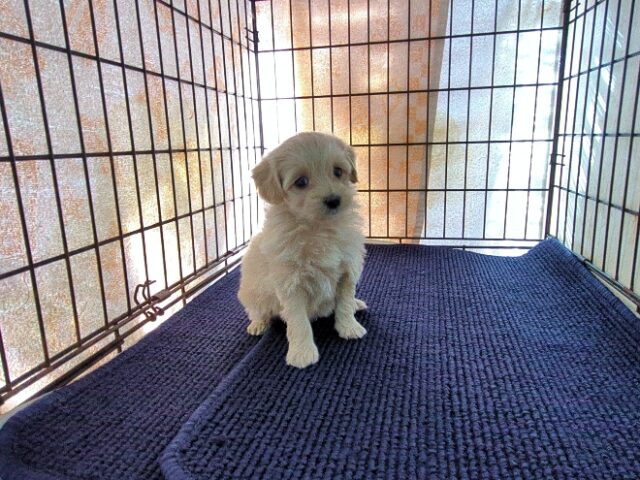 ミックス犬    (メス) №３２　予約受付中　