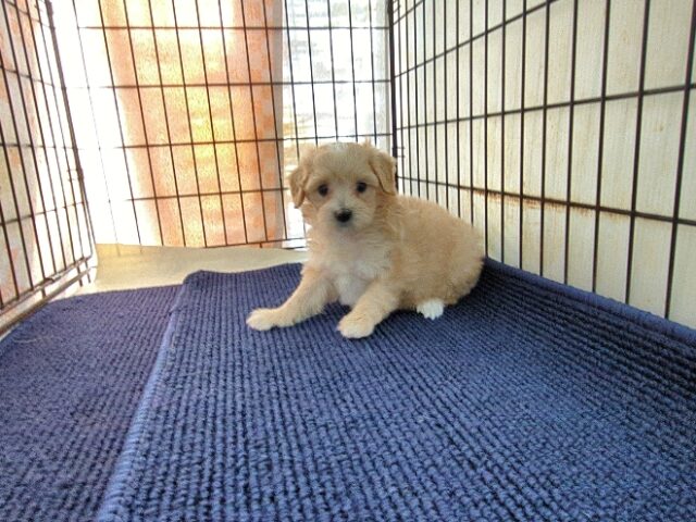 ミックス犬    (メス) №３３　予約受付中　