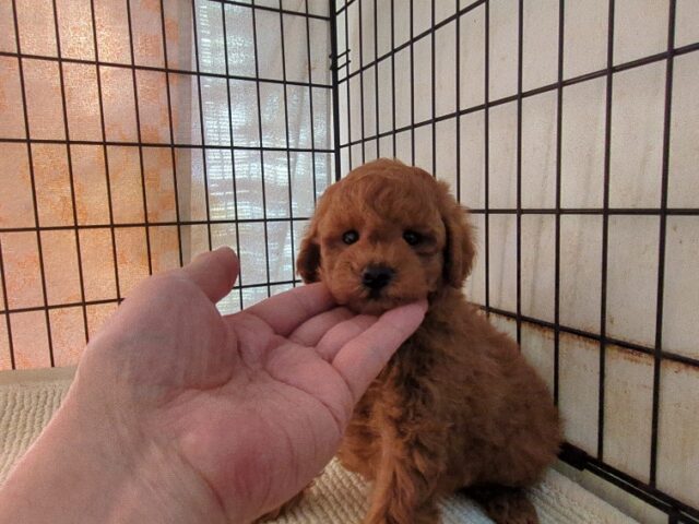 トイプードル   (オス) №３４