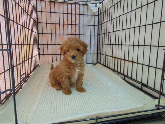 ミックス犬    (メス) №２８　