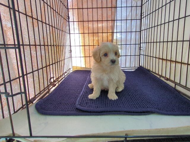 ミックス犬    (オス) №３０　予約受付中　