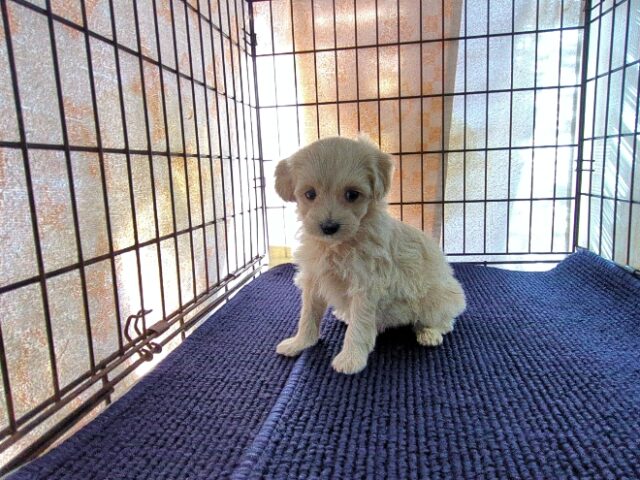 ミックス犬    (メス) №３２　予約受付中　