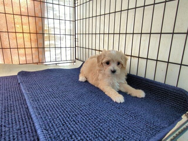 ミックス犬    (メス) №３３　予約受付中　