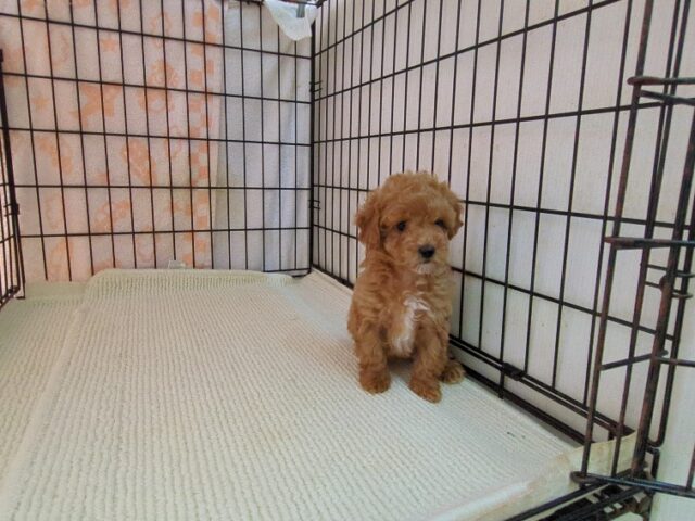 ミックス犬    (メス) №２８　