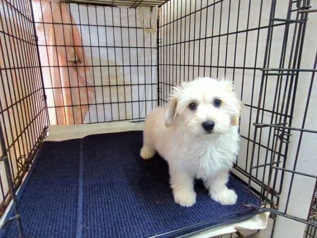 ミックス犬    (オス) №３１　